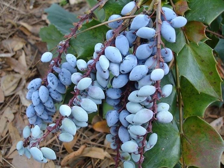 Mahonia