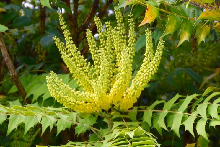 mahonia