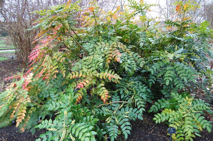 mahonia giapponese