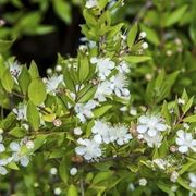 Pianta di mirto in fioritura