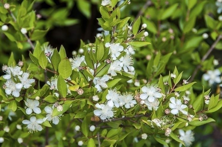 Pianta di mirto in fioritura