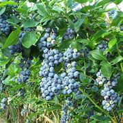 pianta di mirto