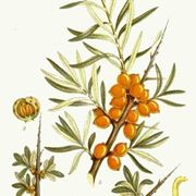 olivello spinoso pianta