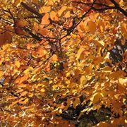 Foglie parrotia persica