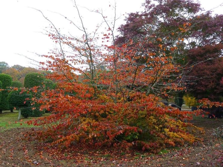 Albero pagoda