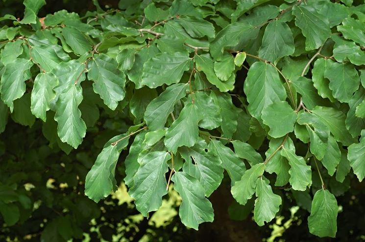 Foglie parrotia persica