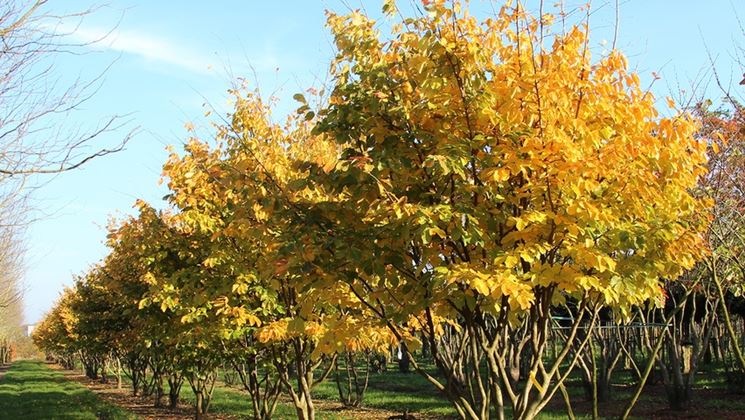 Albero parrotia