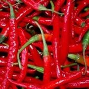 pianta peperoncino