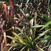 Fogliame piante Phormium