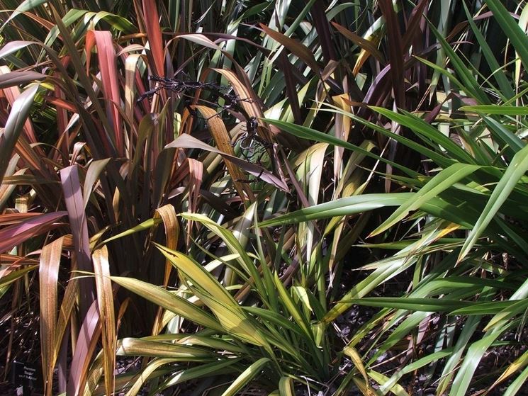 Fogliame piante Phormium