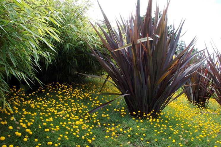 Piante sempreverdi phormium