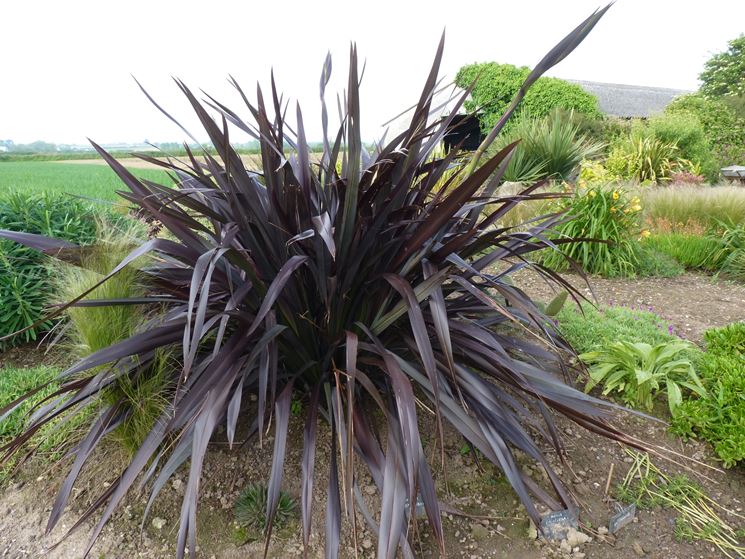 Cespugli pianta giardino