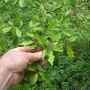 siepe photinia