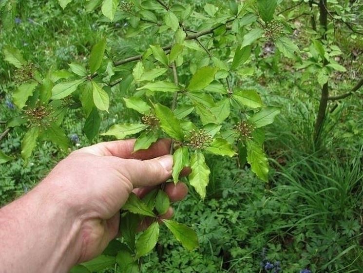 Siepe di Photinia