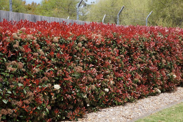 Frutto della siepe di Photinia