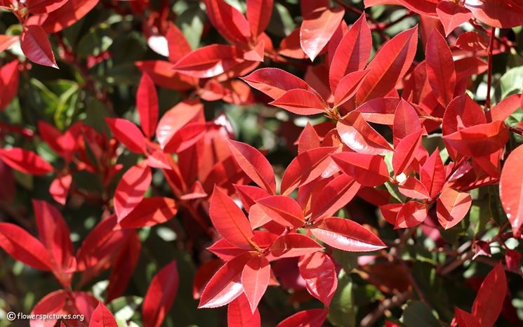 Siepe di Photinia in fiore