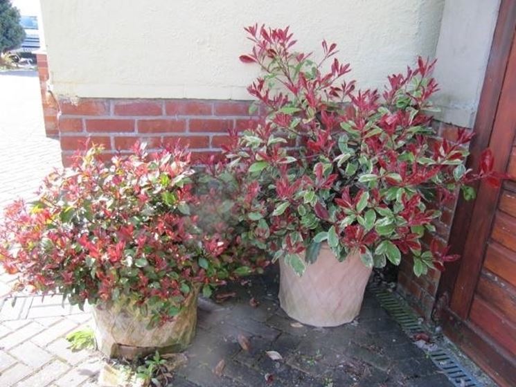 Siepe di Photinia in vaso