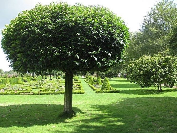 Pianta alloro - Piante da Giardino - Caratteristiche della pianta