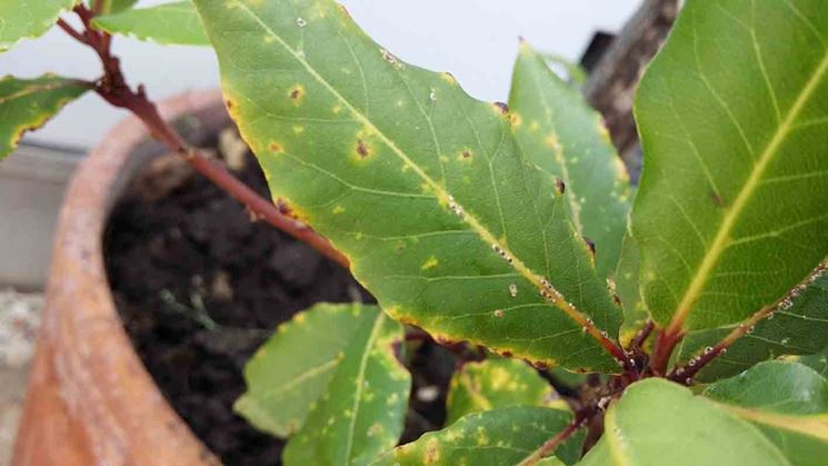 Attacco di cocciniglia mezzo grano di pepe.