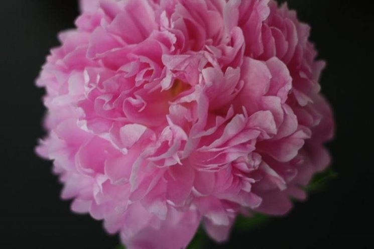 peonia