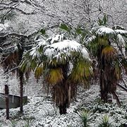 La Trachycarpus in inverno