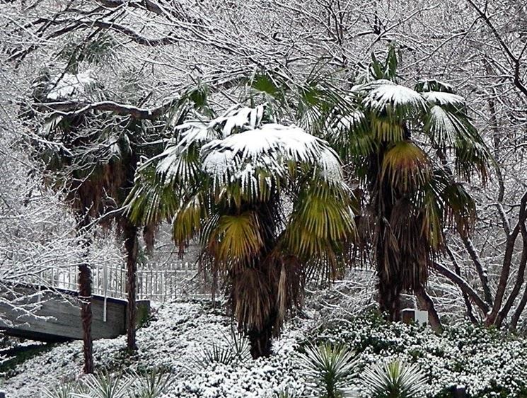 La Trachycarpus in inverno
