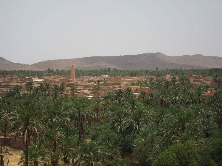 Palme in Marocco