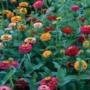 zinnia