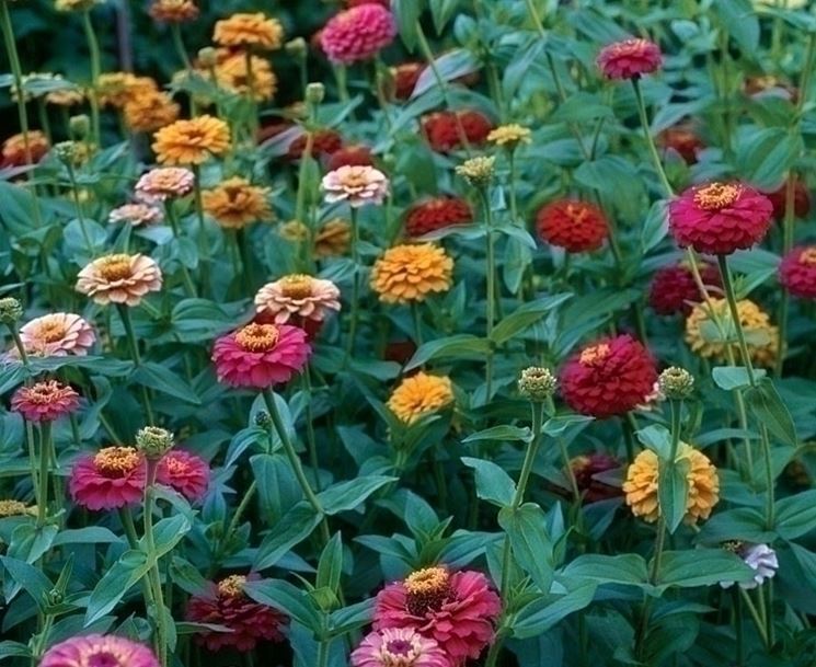 zinnia