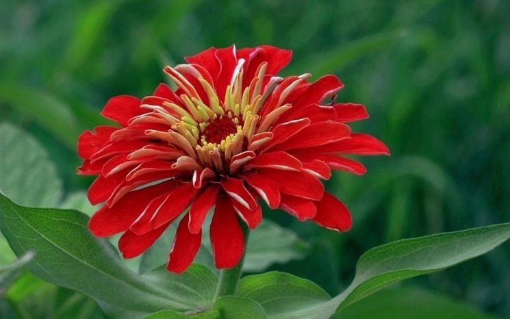 fiore zinnia