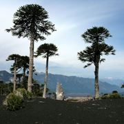 PIANTE DA ESTERNO SEMPREVERDI