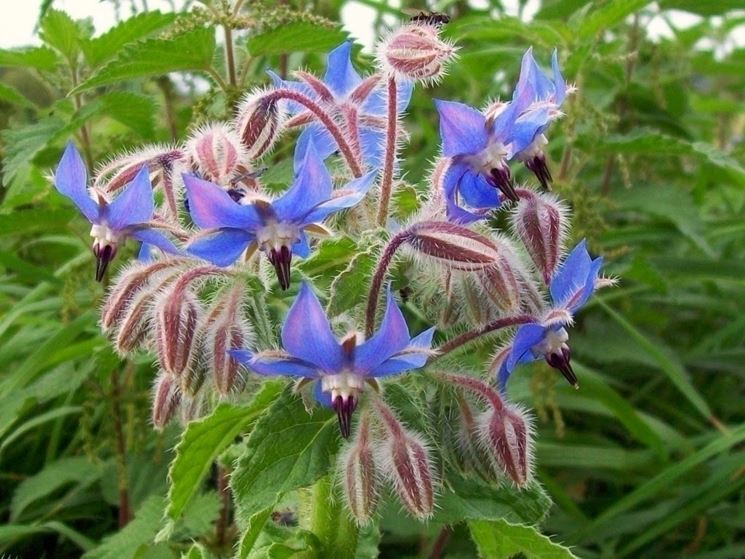 piante da esterno