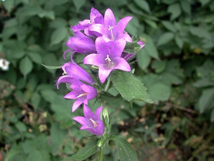 campanula