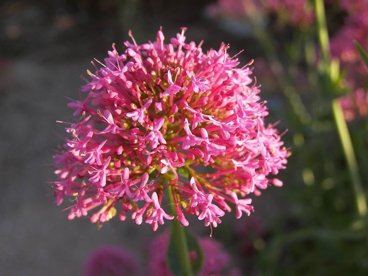 valeriana