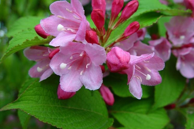 weigelia