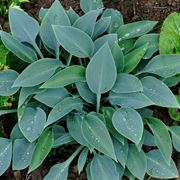 Hosta Halcyon