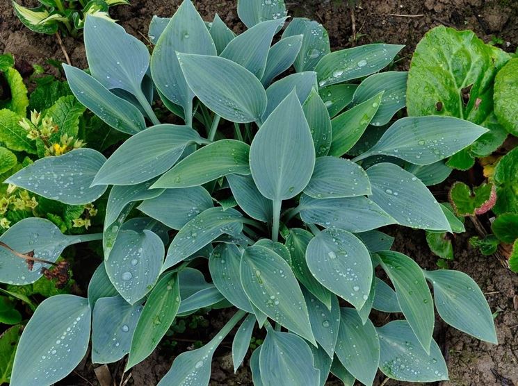 Hosta Halcyon