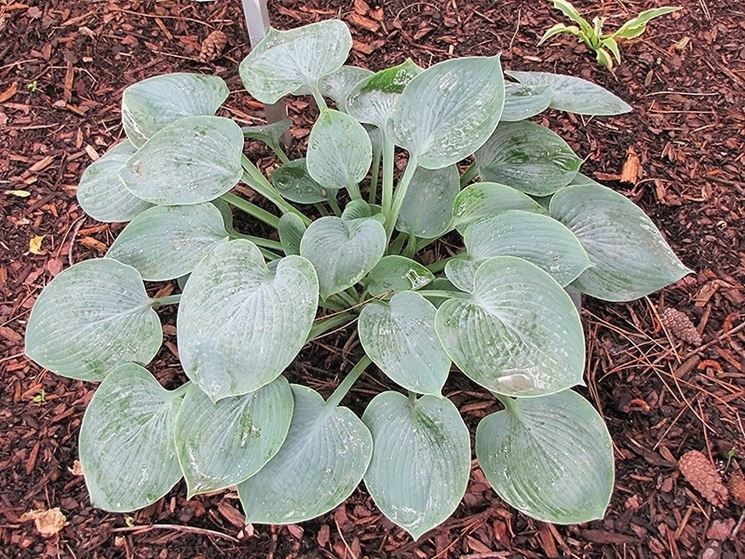 camelot hosta