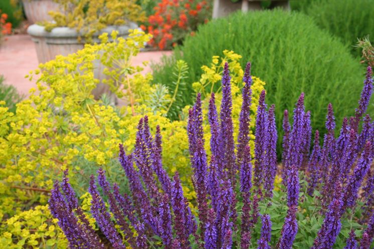 giardino