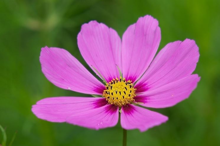 cosmea