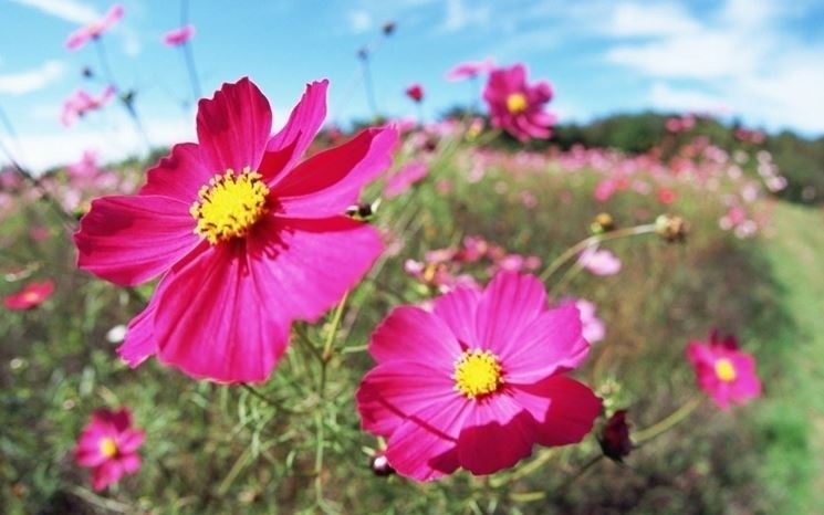 cosmea pianta