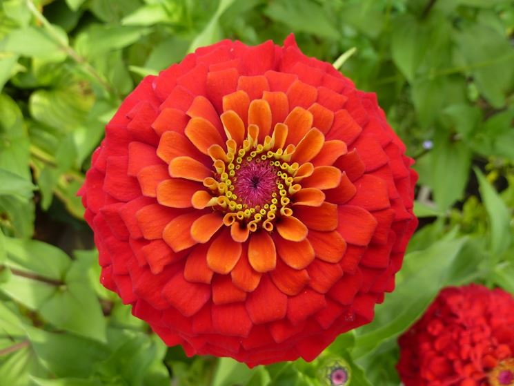 zinnia