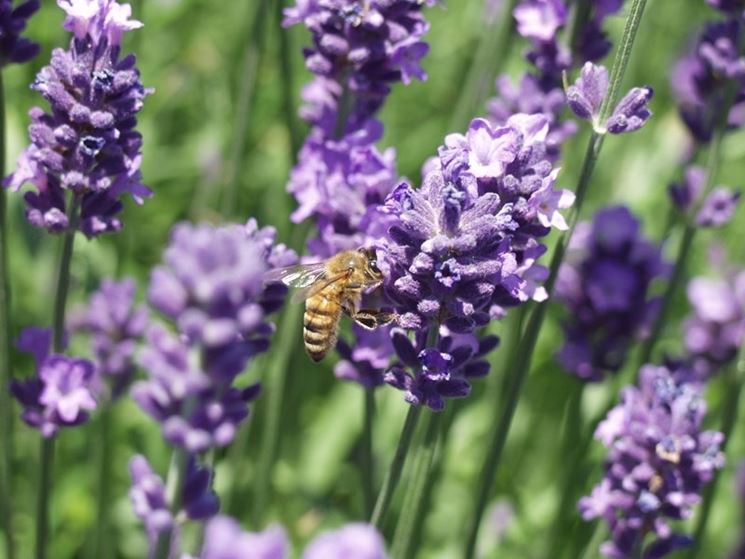 lavanda