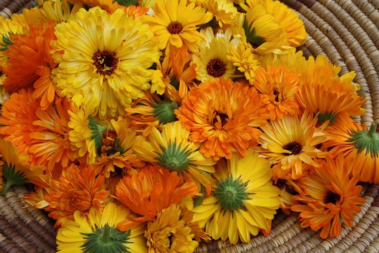 calendula