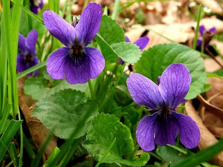 VIOLA MAMMOLA