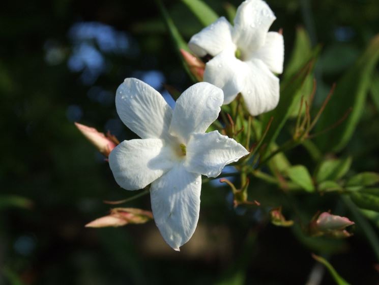 jasminium officinale