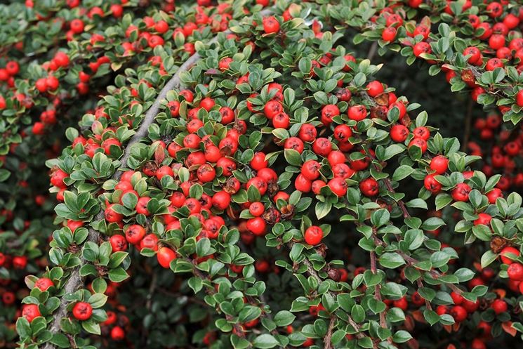 cotonaster