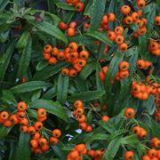 pyracantha navaho