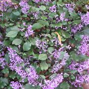 Plectranthus mona lavender