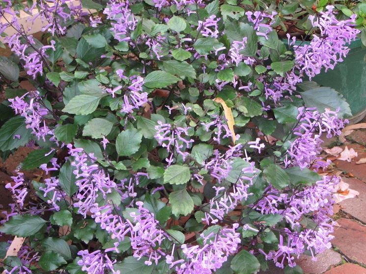 Plectranthus mona lavender